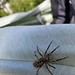 Nosferatu-Spinne (Zoropsis spinimana)