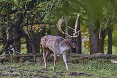Stag, fallow deer