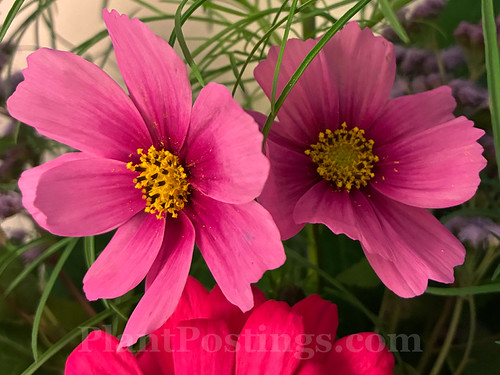 cosmos 1