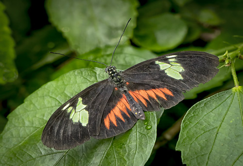 Mexican Longwing (Heliconius hortense)