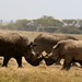 Kenya