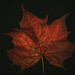 			<p><a href="https://www.flickr.com/people/paralecitam/">paralecitam</a> posted a photo:</p>
	
<p><a href="https://www.flickr.com/photos/paralecitam/55610798253/" title="Fall in macro"><img src="https://live.staticflickr.com/65535/55610798253_7e8a35eb88_m.jpg" width="240" height="160" alt="Fall in macro" /></a></p>


