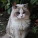 Cat Portraits