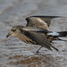 Leachs Petrel.jpg