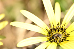 Sweat bee | Lasioglossum sp.