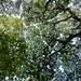 Whispers of the canopy
