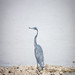 			<p><a href="https://www.flickr.com/people/martinawaytravelblog/">Martinaway</a> posted a photo:</p>
	
<p><a href="https://www.flickr.com/photos/martinawaytravelblog/55613583446/" title="Etosha National Park"><img src="https://live.staticflickr.com/65535/55613583446_e2e28df68f_m.jpg" width="160" height="240" alt="Etosha National Park" /></a></p>

<p>Namibia, Africa</p>

