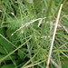 Kamille (alle) (Matricaria indet.) (3)