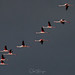 DSC_4953_DxO