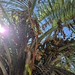 Palmetto