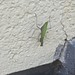 Gottesanbeterin (Mantis religiosa)