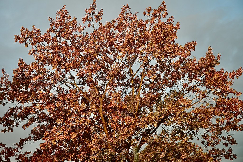 Woke up this morning, looked out of the window … where is my Camera?