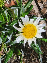 15430 20261026_101331 Gazania