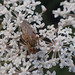 Gelbe Dungfliege (Scathophaga stercoraria) (1)