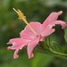 autumn flower