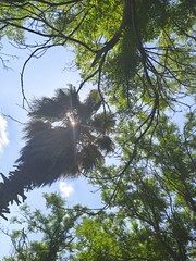 Sunlight through tree