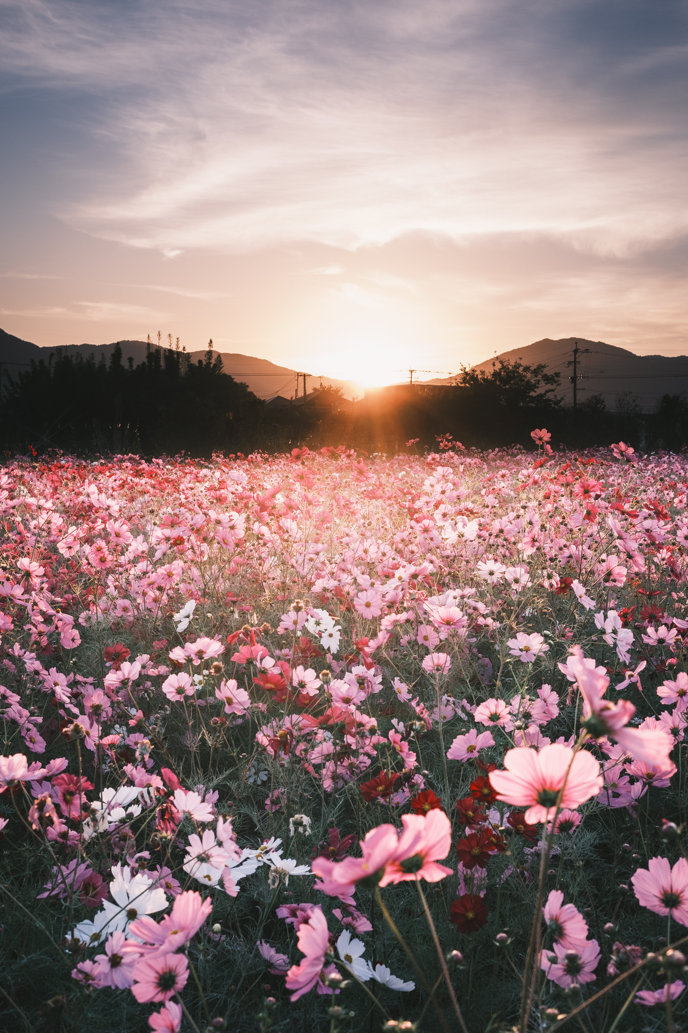 Cosmos