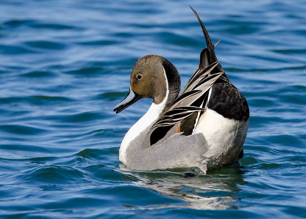 Northern Pintail