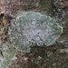 Lepra albescens (1)