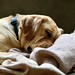 Sleeping beauty