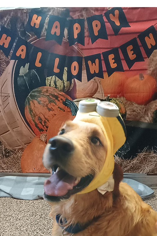 Halloween pics 2026 - vertical - 2