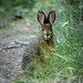 <p><a href="https://www.flickr.com/people/raptortheangel/">Daveography.ca</a> posted a photo:</p>
<p><a href="https://www.flickr.com/photos/raptortheangel/55618597346/" title="Bun Alert!"><img src="https://live.staticflickr.com/65535/55618597346_83f1d1c19c_m.jpg" width="240" height="160" alt="Bun Alert!" /></a></p>
<p>Code Snowshoe!<br />
<br />
This critter froze when spotted while trying to sneak through the campsite.<br />
<br />
Trying out Darktable for the first time. It's...going to take some getting used to.<br />
<br />
Snowshoe Hare<br />
Saturday Night Lake<br />
Jasper National Park, Alberta, Canada</p>