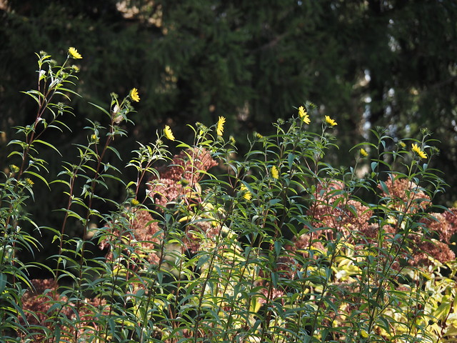 Helianthus 'Sheila's Sunshine'