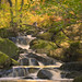 			<p><a href="https://www.flickr.com/people/136618907@N06/">michaelcummins.co.uk</a> posted a photo:</p>
	
<p><a href="https://www.flickr.com/photos/136618907@N06/55619175116/" title="Liquid Gold"><img src="https://live.staticflickr.com/65535/55619175116_ef3ddea7cc_m.jpg" width="192" height="240" alt="Liquid Gold" /></a></p>

<p>Autumnal reflections one late afternoon in Padley Gorge, Peak District this week. Had to work hard to avoid all the tangled branches etc blocking the view but managed to get the tripod into a precarious position for an acceptably sharp, half- second exposure. Not easy with spikes on rock.</p>
