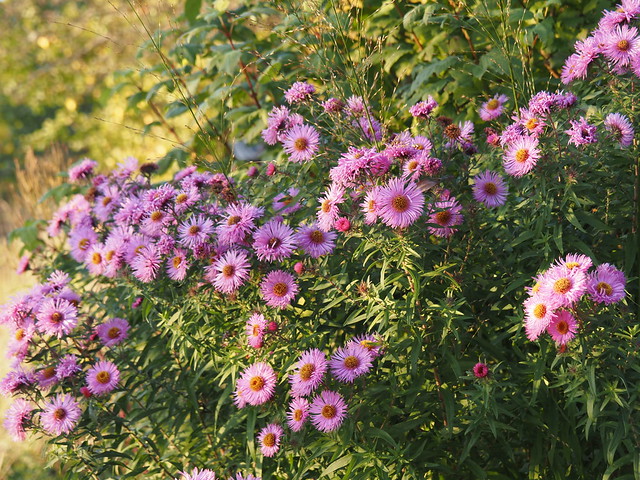 Symphyotrichum novae-angliae