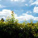 Leaves in sunlight