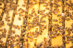 Idaho Bees