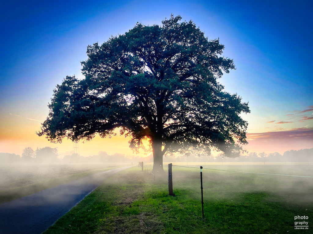 OldoakMitNebel_LNEO