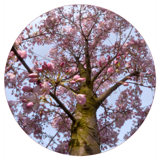 Cherry Blossom Roundup