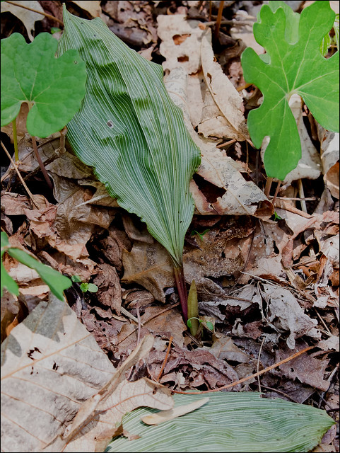Puttyroot orchid producing a flower stem