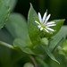 Flickr photo 'Stellaria media: common chickweed' by: David Illig.