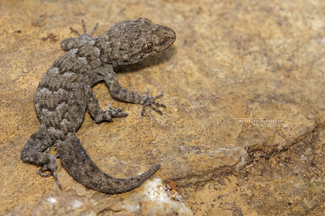 Kotschy's Gecko Mediodactylus kotschyi, Greece
