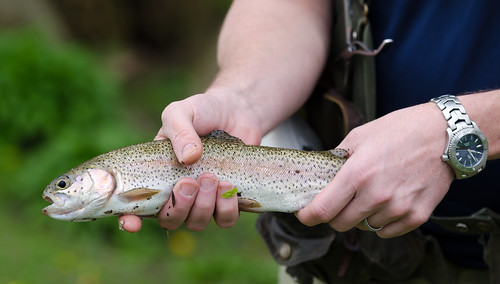 nikon d7000 nikon70200mmvrii rainbow trout spruce creek pennsylvania evergreenfarms