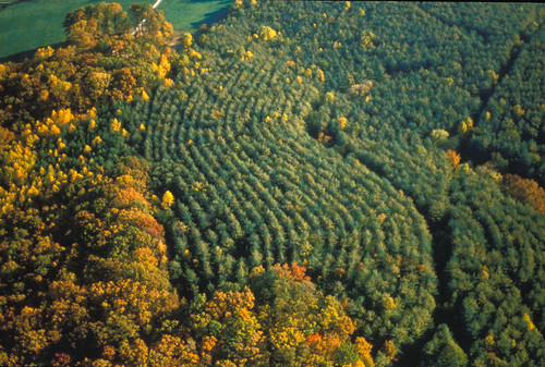 Aerial autumn forest | by chesbayprogram