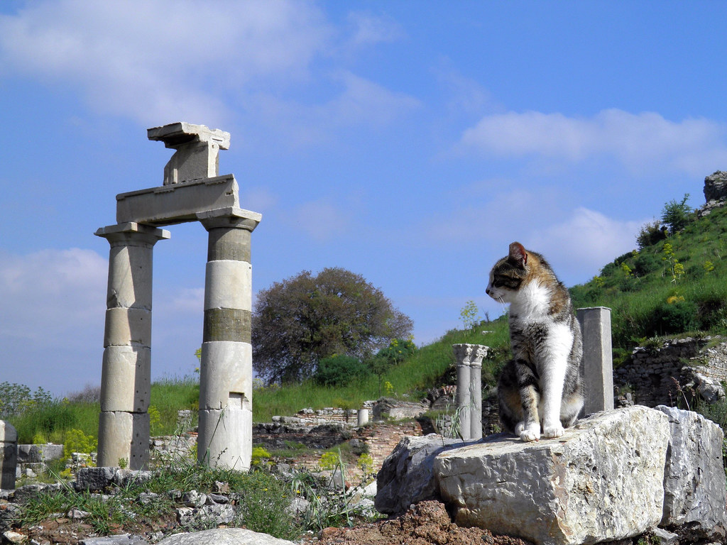 Cat among the ruins of the Prytaneion, Ephesus, Turkey