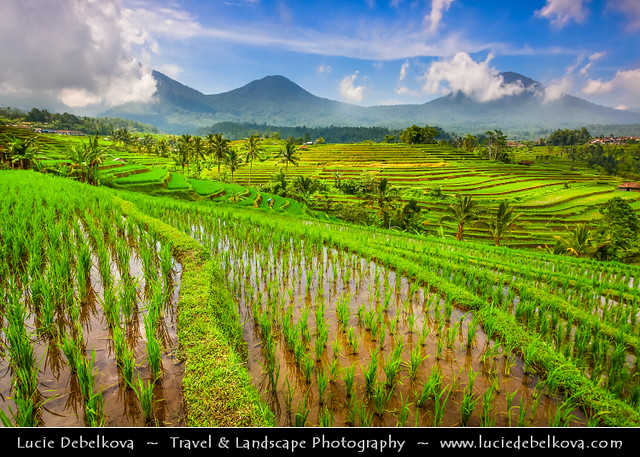 Indonesia - Bali Island - Jatiluwih - Beautiful rice terrace unfolding from the foot of mountain until the coastal side