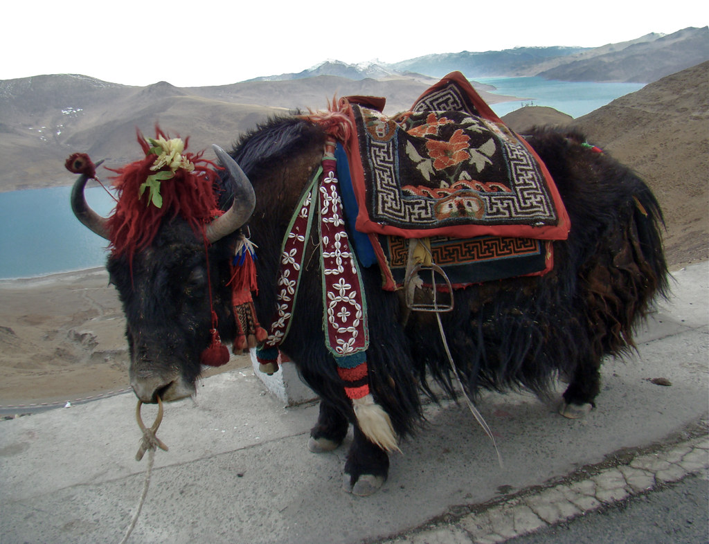 Yak fauna Lago Yamdrok o Yamḍok Yumtso del Tíbet China 12