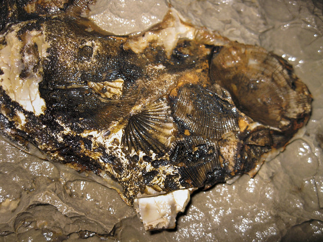 Brachiopod fossil, Garrett Mill Cave, Overton Co, TN