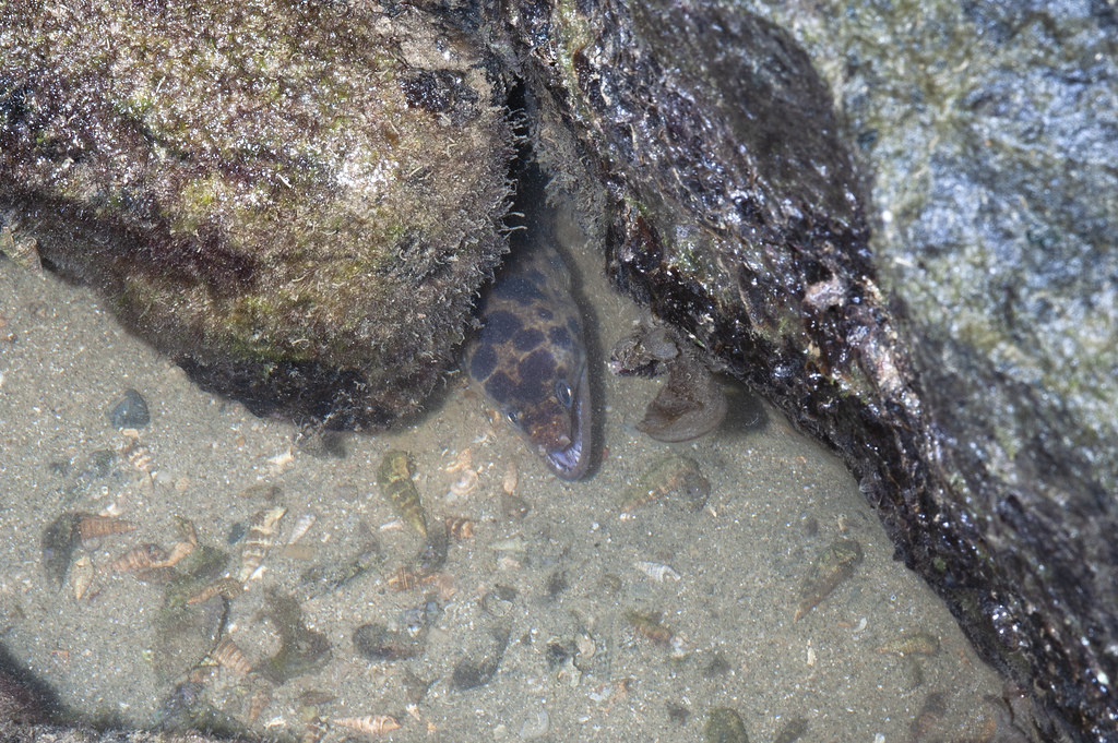 Oil-slicked Tanah Merah: Brown-spotted moray eel (Gymnothorax reevesii)
