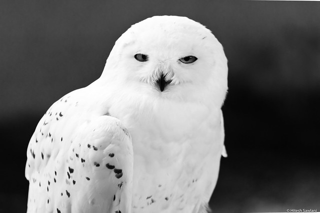 Snowy Owl (Buho Nival)