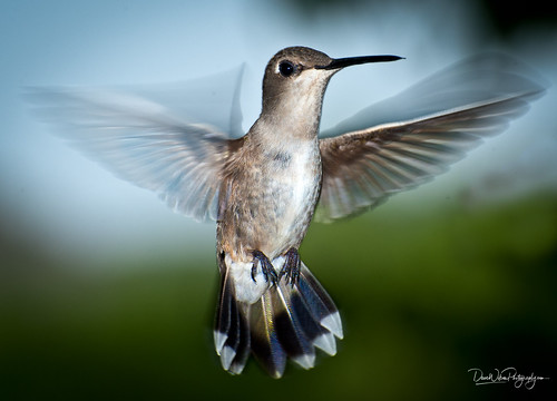archilochusalexandri blackchinned junction may southllanoriverstatepark female flight hummingbird texas creativecommons portfolio wildlife
