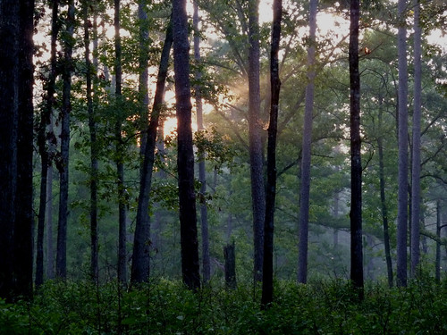 Morning light by eleanord43, 