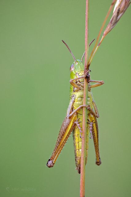 Meadow Grasshopper - Chorthippus parallelus [Explore - 7th August]