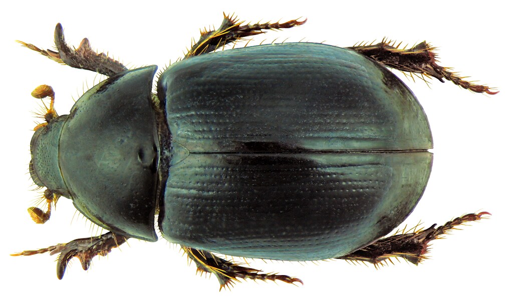 Hybosorus illigeri Reiche, 1853