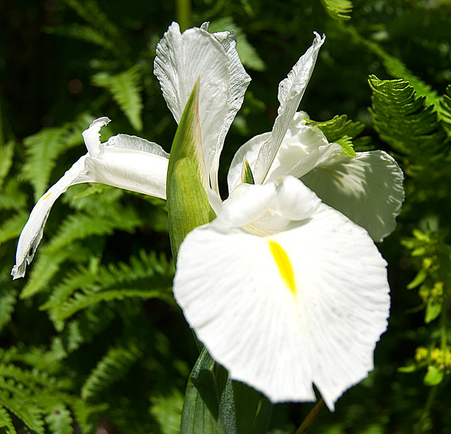 Iris Latifolia (Lirio de color blanco)