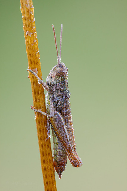 Grasshopper - .sp unknown